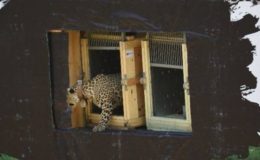 In Primorye, camera traps captured the kitten of a leopard running away from a fire