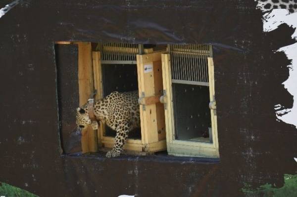 In Primorye, camera traps captured the kitten of a leopard running away from a fire